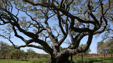 This 1,000-year-old oak tree survived Hurricane Harvey
