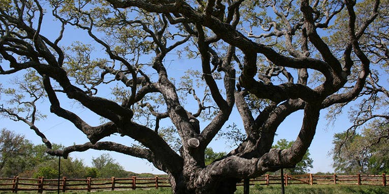 This 1,000-year-old oak tree survived Hurricane Harvey