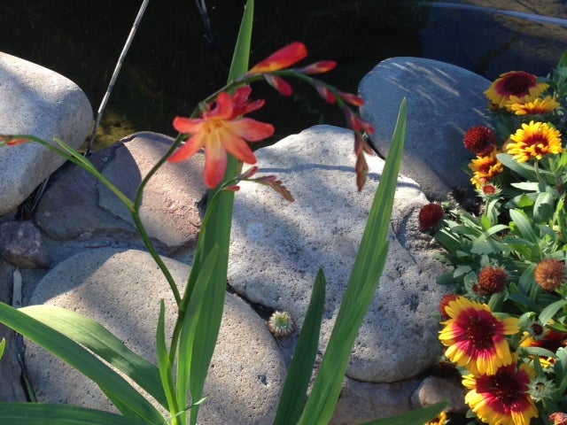 Reader Sita Ananth says this plantâin a Napa County, California backyardâusually blooms in April