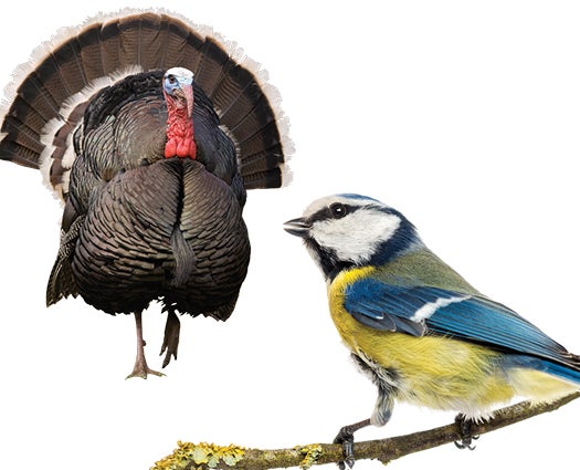Ask Anything: Why Do Some Birds Chirp While Others Gobble?