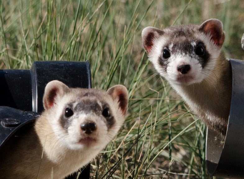 Endangered black-footed ferrets.