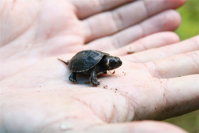 Bog turtles, found from Vermont to Georgia, and inland to Ohio, are among the smallest known turtles: Even full grown, they average around four ounces in weight and four inches long. Despite its wide geographic range, the bog turtle has become much rarer due to loss of habitat. It's listed as threatened under the Endangered Species Act.