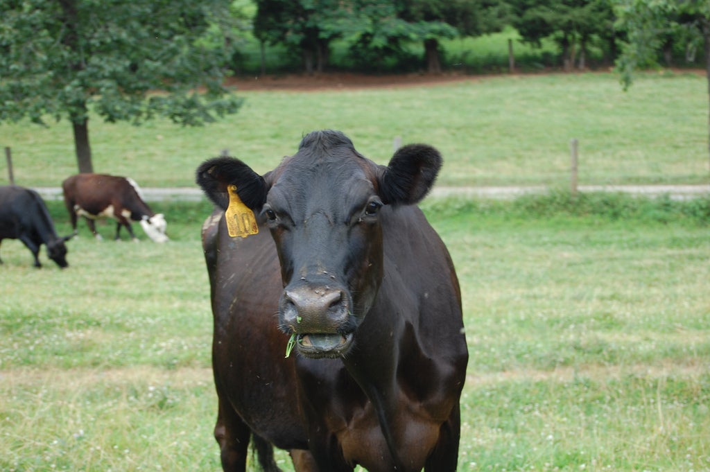 cow with an ear tag on a grazing field