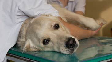 Antibody Treatment Developed For Dogs With Cancer