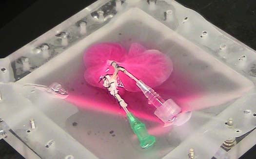 An unseeded rat liver has been stripped of its old cells and placed in culture to await a set of new, healthy cells. The pink fluid is a nutrient solution that keeps the organ's architecture alive during the cellular swap.