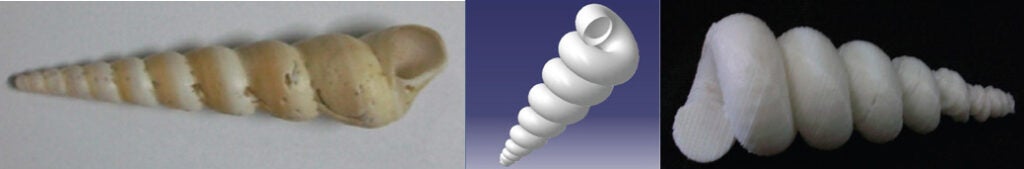 The natural shell, the computer-generated version, and the 3D-printed model