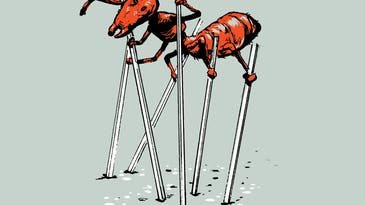 I glue stilts to ants