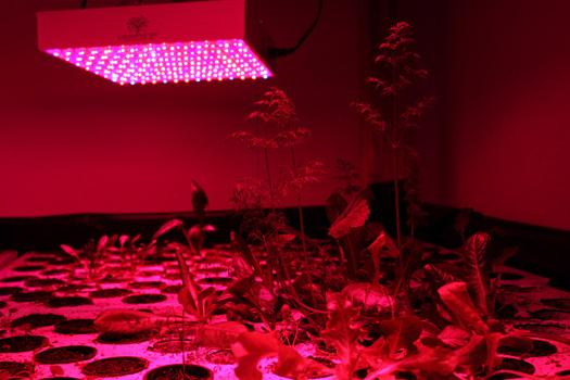 The plants are bathed in an eerie purple glow from these LED lights overhead. The LEDs produce only red and blue light. For the light to be white, the only color that's missing is green. However, since the plants are green, they would only reflect green light, not absorb it, so it saves electricity to only shine the red and blue lights.