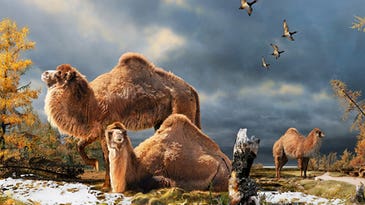 There Used To Be Freaking Camels In The Arctic