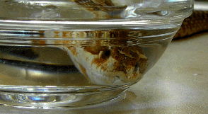 A baby snake drinks water (underwater).