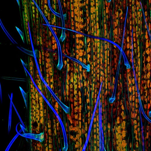 <strong>2nd place</strong> Dr. Donna Stolz, of the University of Pittsburgh in Pittsburgh, Pennsylvania, USA, took this photo of a blade of grass at 200X using confocal stack reconstruction, autofluorescence.