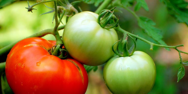 Tomato Genome Decoded, Will Seed Development of Tastier, Fleshier Fruits