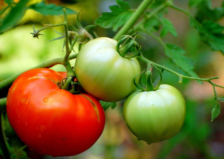 Tomato Genome Decoded, Will Seed Development of Tastier, Fleshier Fruits