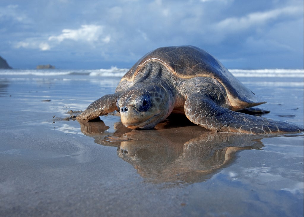 Nicaragua Sea Turtle