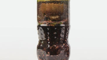 Bacterial zoo in a bottle