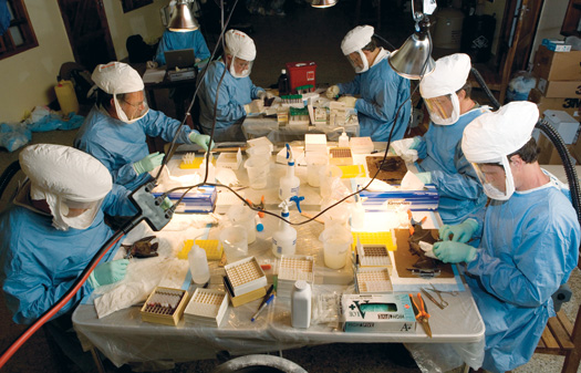 <strong>RAPID RESPONSE</strong> The Viral Special Pathogens Branch of the Centers for Disease Control and the World Health Organization use portable field labs to dissect fruit bats.