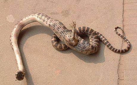 Snake With Clawed Foot Found In China