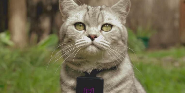 Catstacam App Reveals Cats Are Terrible Photographers