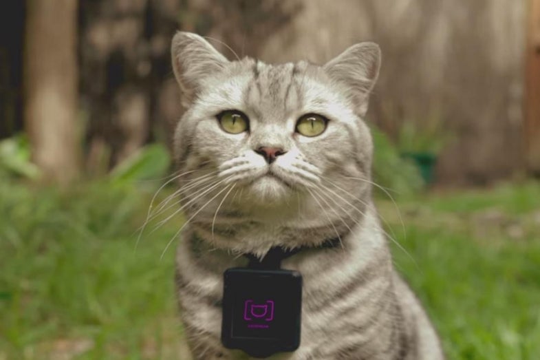 Whiskas' Catstacam collar charts your pet's adventures on Instagram