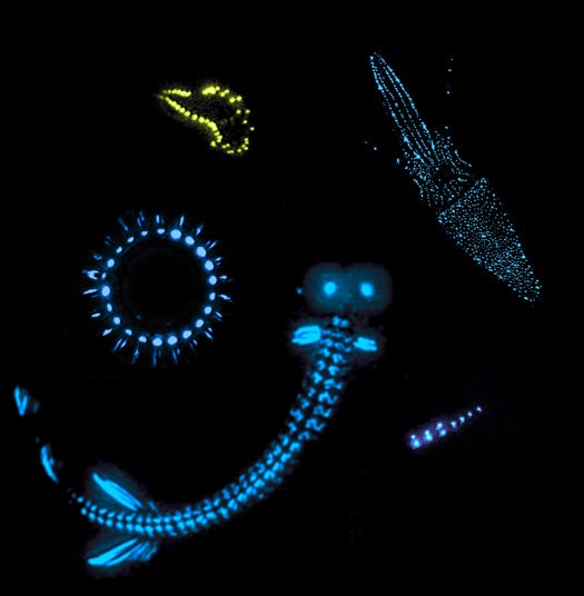 Bioluminescent Critters