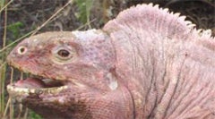 Rare, Storied Pink Iguana Discovered