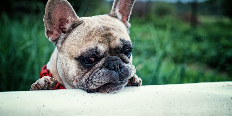 Your dog gets allergies for the same reasons you do
