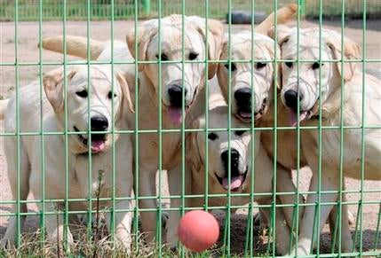 Five cloned dogs, all sharing the same name: "Toppy", a combination of the words "tomorrow" and "puppy", look at a ball during their exercise at Defector Dog Training Center in Incheon, west of Seoul, South Korea, Thursday, April 24, 2008. The country that created the world's first cloned canine plans to put duplicated dogs on patrol to sniff out drugs and explosives. (AP Photo/ Lee Jin-man)