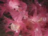 Delicate soft pink deep sea octocorals