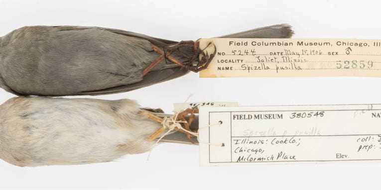 These dirty birds show why we need natural history museums