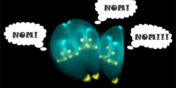 Nom Nom Nom – How Toxoplasma gondii Feeds on Cellular Proteins