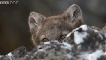 Video: Arctic Fox Cubs Practice Their Pounces