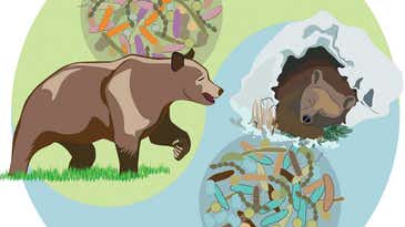 Brown Bear Gut Microbes May Hold The Secret To Being Hefty But Healthy