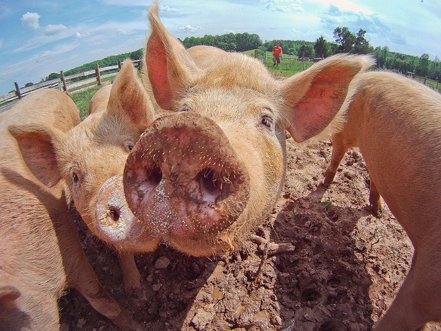 FDA Aims To Reduce Use Of Antibiotics For Fattening Farm Animals