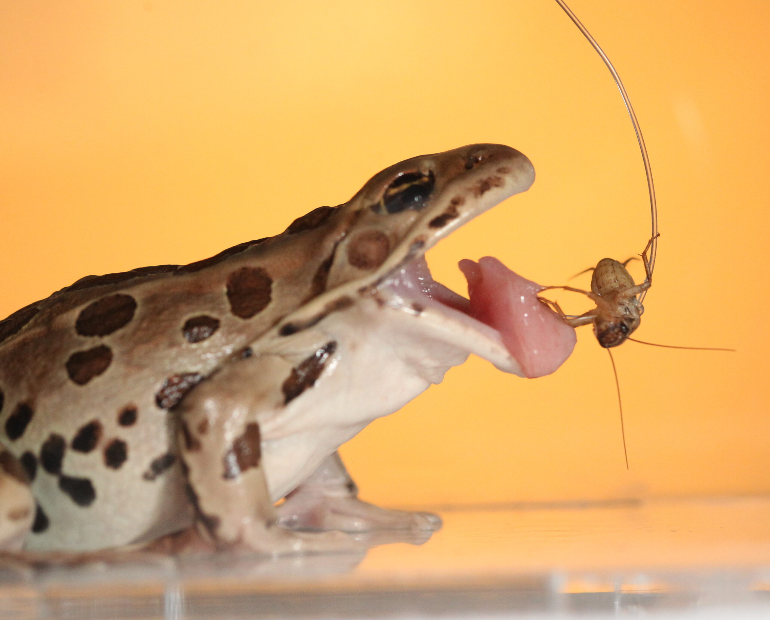 Frogs use elastic tongues and reversible spit to catch prey