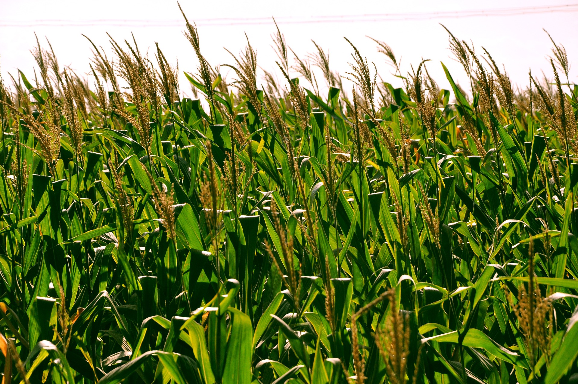 CRISPR-Modified Corn May Soon Be Ready For Market