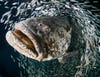 For the student competition portion, Laura Rock took top honors for this shot of a goliath grouper during a spawning event near Jupiter, Florida. Swimming through a fish-tunnel looks insanely fun, actually.