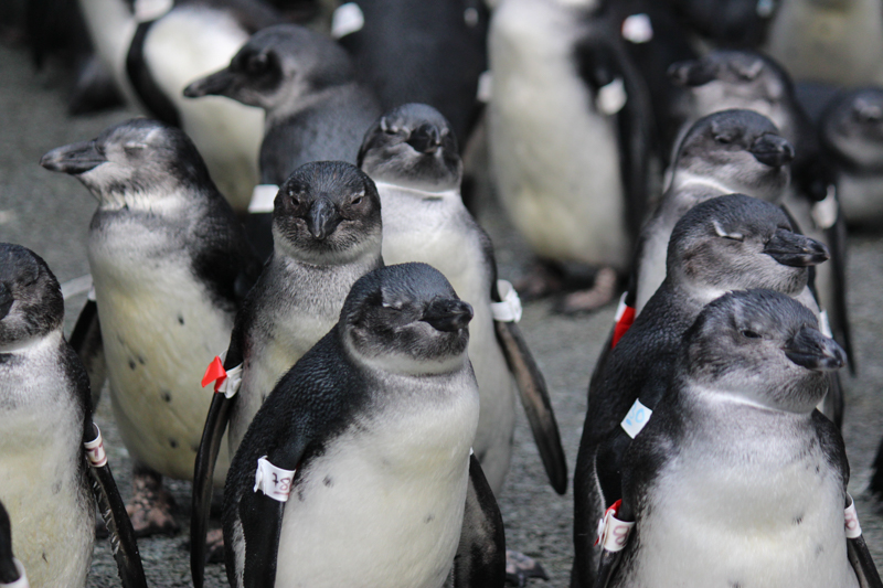 Climate change and overfishing set a deadly trap for young penguins