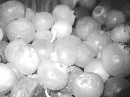 Taken during daylight with the camera's macro mode and IR turned on, you can see that the berries that are hit hard with the IR flashlight have turned from a dark purple/black to white. The berries in the upper right, with less of the IR beam on them, retain their darker color.