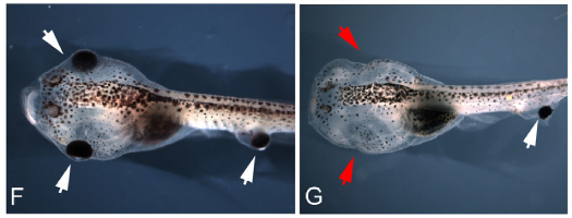 Image F, on the left, shows a tadpole embryo with both its native eyes and a donor eye embedded in its tail (white arrows); Image G, on right, shows a blinded tadpole with a donor eye in its tail.