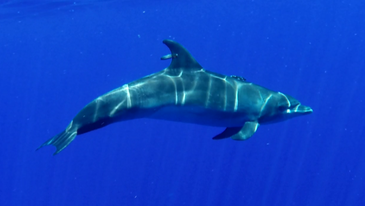 Supercharged blood helps some dolphins dive 1,000 meters
