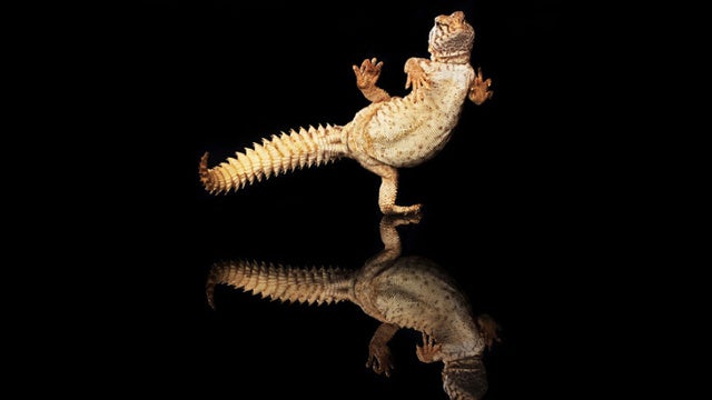 Indonesian photographer Shikhei Goh made an <em>entire series</em> about geckos (his own pets--these are not professionals, people) in badass poses. Check out the gallery over at <a href="http://io9.com/5866074/kung-fu-gecko-will-kick-your-ass-first-ask-questions-later/gallery/1">io9</a>.