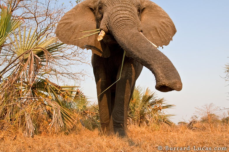 Since 2010, an average of <a href="http://www.pnas.org/content/111/36/13117">35,000 elephants have been killed</a> each year due to poaching. That has eclipsed the number of elephants being born.