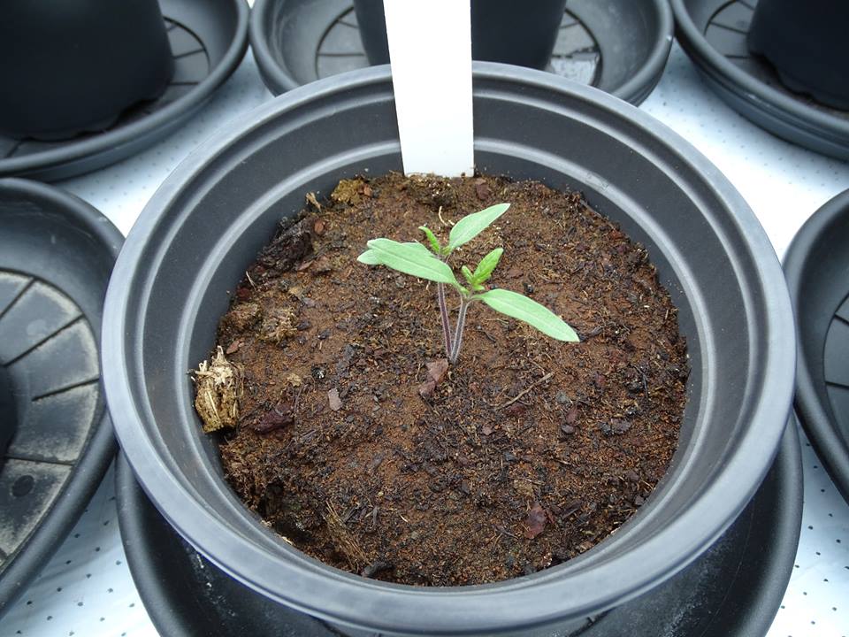 Plants Grown In Simulated Mars Conditions Found Safe To Eat