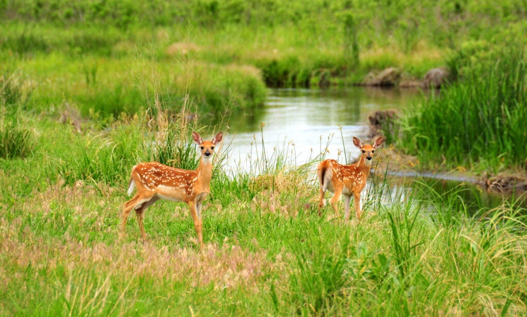Malaria parasites infect white-tailed deer in 10 states, researchers have found.
