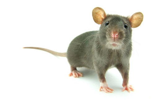 <strong>$445</strong> Life sciences firm Sigma-Aldrich has a line of knockout rats produced with its line of zinc-finger nucleases, artificial enzymes that can knock out certain sequences of a genome. The new rat models a a term scientists use to describe an animal being used for medical research a can be used to study various neurobiological disorders, like Parkinson's disease, schizophrenia, dementia and depression. Rat physiology is very similar to humans. During the past year, the company worked with the Michael J. Fox Foundation to make the first Parkinson's rats. Genes known to be associated with Parkinson's are knocked out, providing a rat with the biochemical, physiological and behavioral characteristics of Parkinson's. Sigma went with rats because mice don't have very complex nervous systems, according to Dave Smoller, president of Sigma's Research Biotech division. aParkinson's models in mice don't shake, so maybe rats will be a better model,a he said. Sigma also sells off-the-shelf rats, and offers rats and mice with knockout genes <a href="http://www.sageresearchmodels.com/custom-knockout-services">made to order</a>, Smoller said. aIf someone has enough they want, we will make it for them,a he said. The Parkinson's rats are not available yet, but Sigma's knockout rat catalog has about a dozen other specimens. The <a href="http://www.sageresearchmodels.com/node/215">Mdr1a knockout rat</a>, for instance, can be used to study cancer. The animals are shipped worldwide in climate-controlled containers to aensure safe, clean and comfortably stress-free travel,a according to Sigma's website.