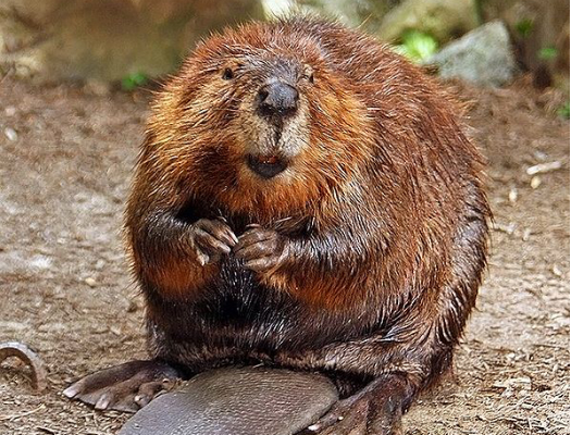 The Odd Way Beavers Impact Climate Change