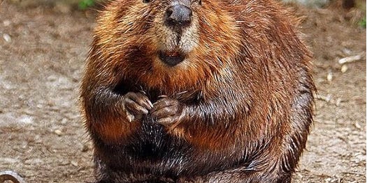 The Odd Way Beavers Impact Climate Change