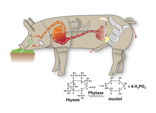 Enviropig: A Bioengineered Pig That Excretes Fewer Pollutants