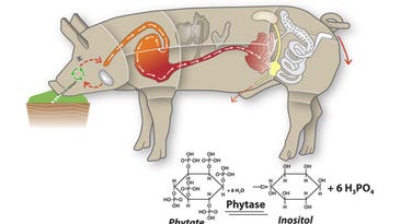 Enviropig: A Bioengineered Pig That Excretes Fewer Pollutants