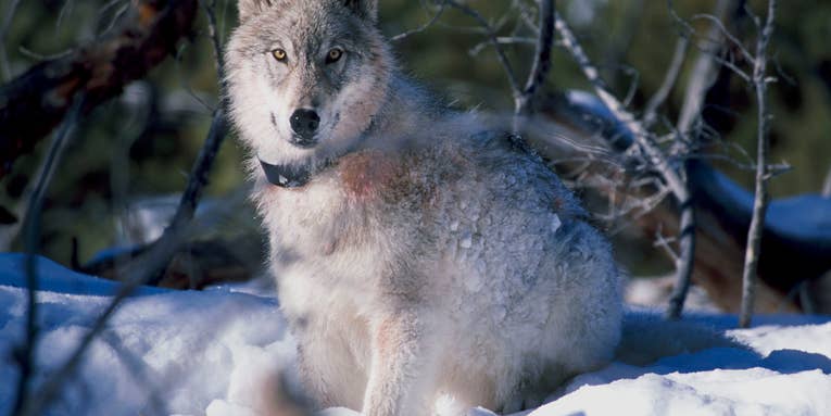 Has The Reintroduction Of Wolves Really Saved Yellowstone?